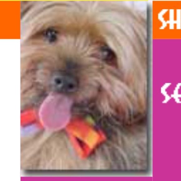 🔴 - 12" dog/cat muffler/scarf - Picture 7 of 7